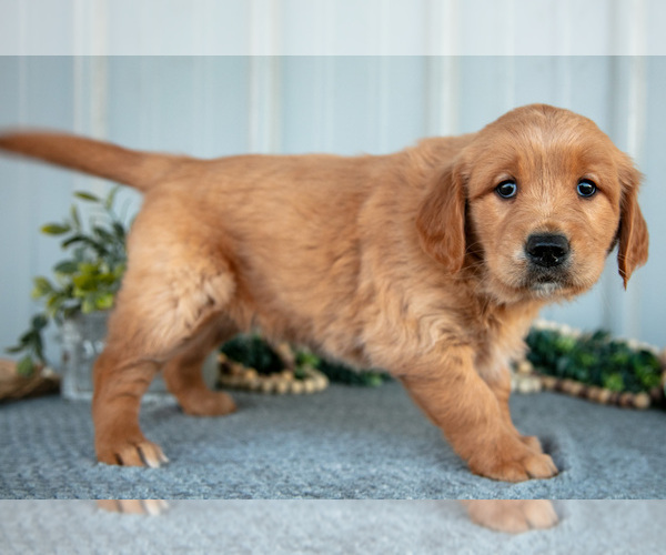 Medium Photo #3 Golden Retriever Puppy For Sale in WOLCOTTVILLE, IN, USA