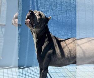 Mutt Dogs for adoption in Downey, CA, USA