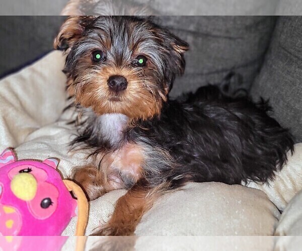 Medium Photo #5 Yorkshire Terrier Puppy For Sale in AKRON, OH, USA