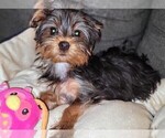 Small Photo #5 Yorkshire Terrier Puppy For Sale in AKRON, OH, USA