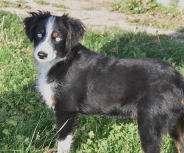Medium Photo #1 Miniature Australian Shepherd Puppy For Sale in PENSACOLA, FL, USA