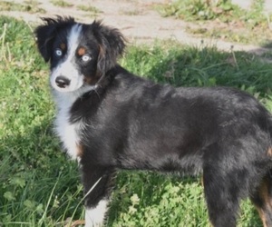 Father of the Miniature Australian Shepherd puppies born on 04/29/2024