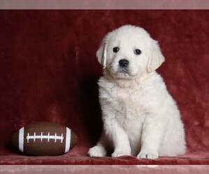 English Cream Golden Retriever Puppy for sale in FREDERICKSBG, OH, USA