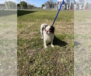 Pekingese Dogs for adoption in Vero Beach, FL, USA