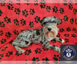 Schnauzer (Miniature) Puppy for sale in GONZALES, LA, USA