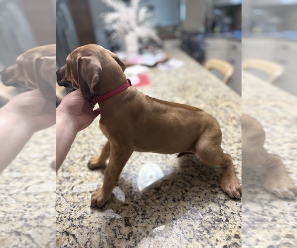 Medium Photo #11 Rhodesian Ridgeback Puppy For Sale in GARRETSON, SD, USA