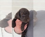 Small Photo #2 Labradoodle Puppy For Sale in ABILENE, KS, USA