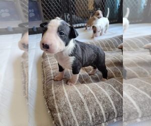 Bull Terrier Puppy for sale in SHERWOOD, AR, USA