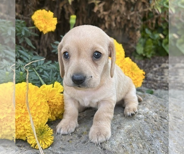 Medium Photo #1 Dachshund Puppy For Sale in FREDONIA, PA, USA