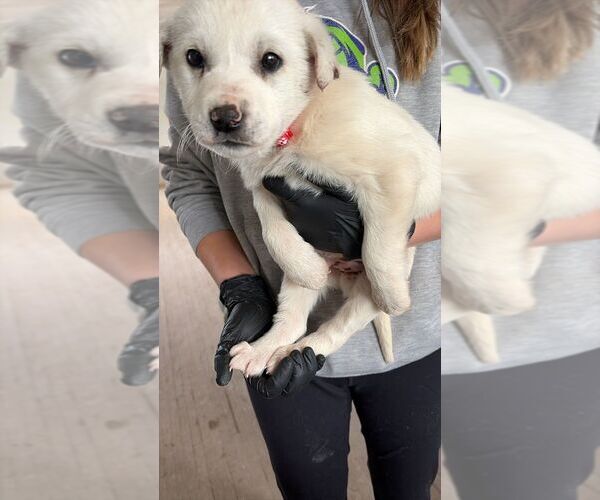 Medium Photo #1 Great Pyrenees-Unknown Mix Puppy For Sale in Calgary, Alberta, Canada
