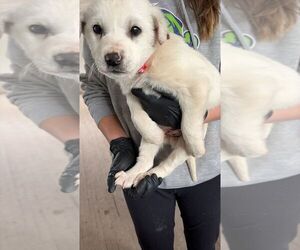 Great Pyrenees-Unknown Mix Dogs for adoption in Calgary, Alberta, Canada