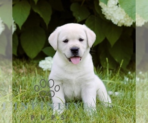 Labrador Retriever Puppy for sale in PARADISE, PA, USA