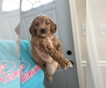 Small Photo #4 Miniature Bernedoodle Puppy For Sale in MIDDLETOWN, OH, USA