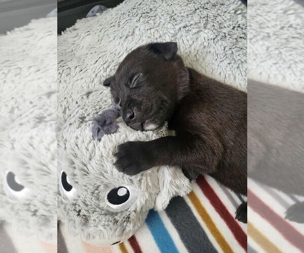 Medium Photo #15 Mutt Puppy For Sale in Imlay City, MI, USA