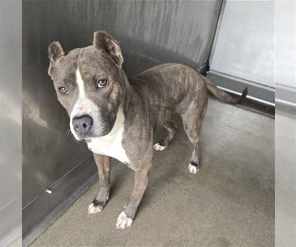Medium Photo #2 Staffordshire Bull Terrier-Unknown Mix Puppy For Sale in San Bernardino, CA, USA