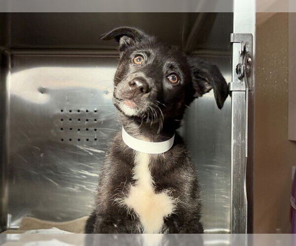 Medium Photo #1 Shepradors Puppy For Sale in Rancho Cucamonga, CA, USA