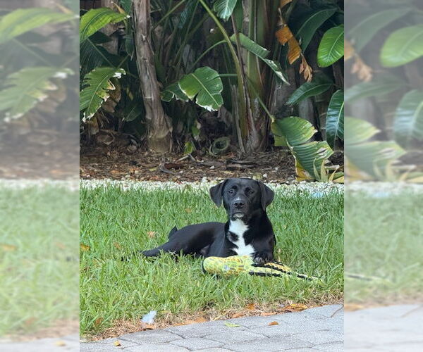Medium Photo #4 Labrador Retriever-Unknown Mix Puppy For Sale in Miami, FL, USA