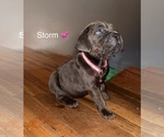 Puppy Storm Cane Corso
