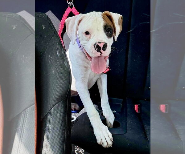 Medium Photo #1 Boxer Puppy For Sale in Dumont, NJ, USA