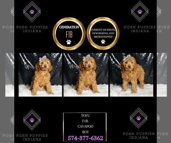 Medium Photo #26 Cavapoo Puppy For Sale in WARSAW, IN, USA