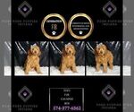 Small Photo #26 Cavapoo Puppy For Sale in WARSAW, IN, USA