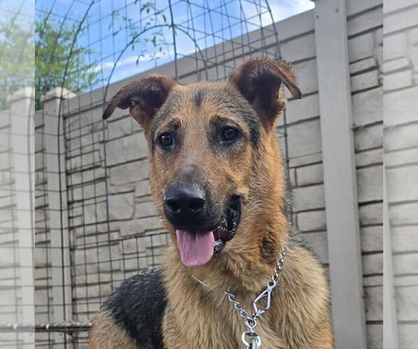 Medium Photo #4 German Shepherd Dog-Unknown Mix Puppy For Sale in Modesto, CA, USA