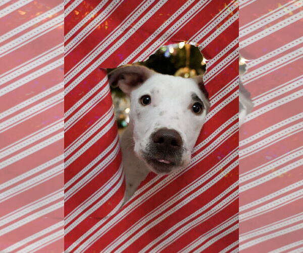 Medium Photo #4 Mutt Puppy For Sale in Euless, TX, USA