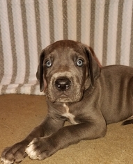 Great Dane Puppy for sale in HOLDEN, MO, USA