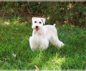 Schnauzer (Miniature) Puppy for sale in SYRACUSE, IN, USA