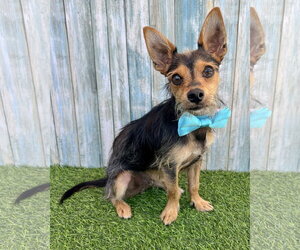 Chihuahua-Unknown Mix Dogs for adoption in Corona, CA, USA