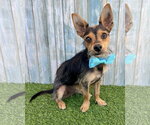 Small Chihuahua Mix