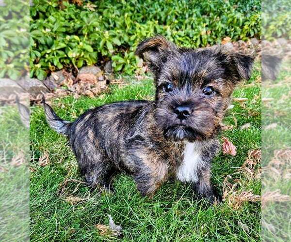 Medium Photo #1 Cairn Terrier-Unknown Mix Puppy For Sale in Springdale, PA, USA
