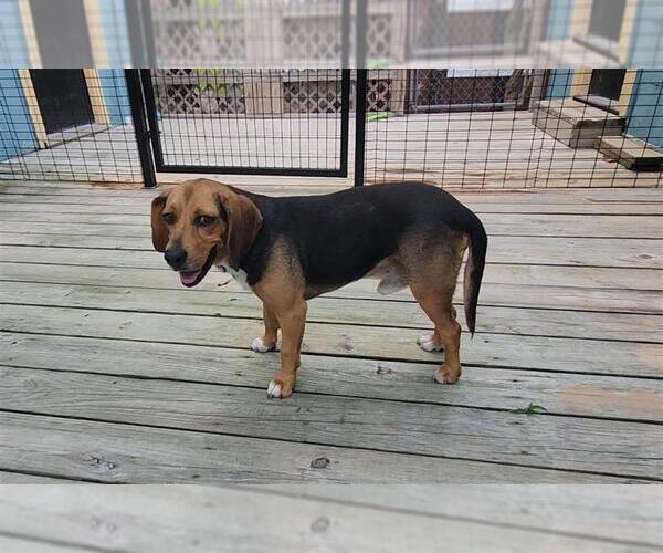 Medium Photo #7 Beagle Puppy For Sale in Murfreesboro, NC, USA