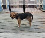 Small #6 Beagle
