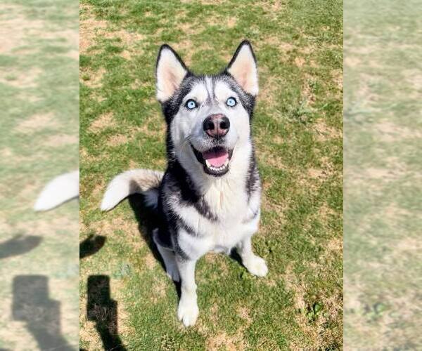 Medium Photo #2 Siberian Husky Puppy For Sale in Carrollton, TX, USA