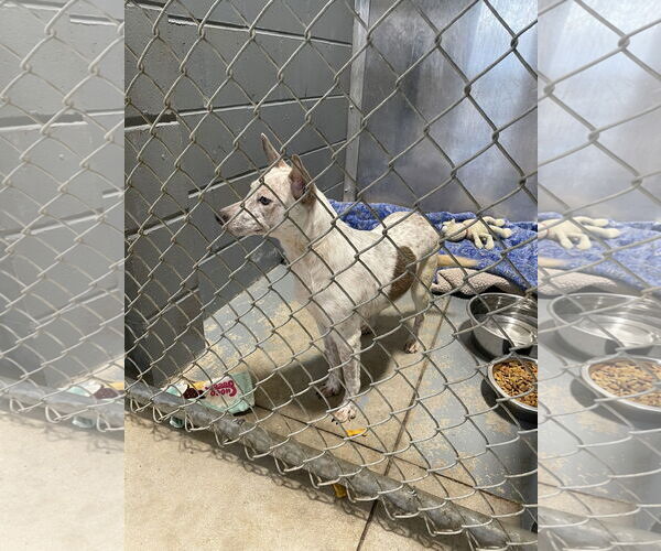 Medium Photo #2 Red Heeler-Unknown Mix Puppy For Sale in Kewanee, IL, USA