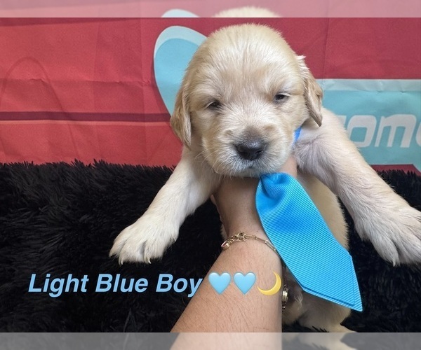 Medium Photo #6 Golden Retriever Puppy For Sale in ORLANDO, FL, USA