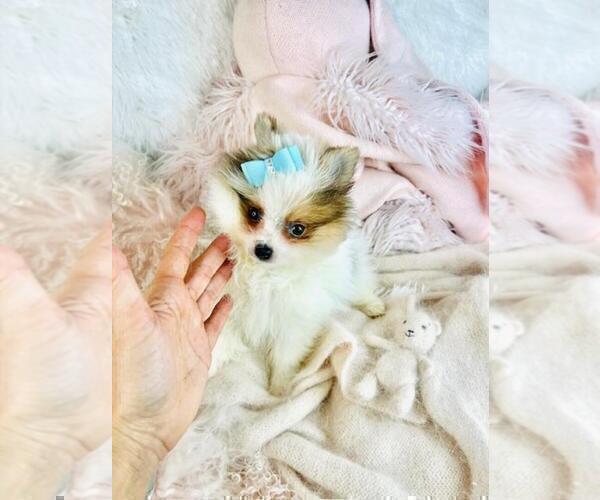 Medium Photo #13 Pomeranian Puppy For Sale in WEST PALM BEACH, FL, USA