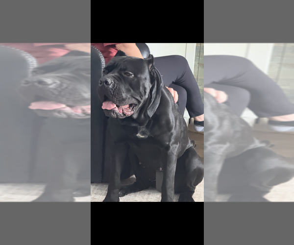 Medium Photo #1 Cane Corso Puppy For Sale in HIGHLAND HEIGHTS, OH, USA