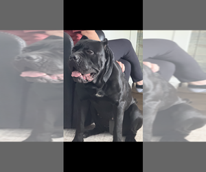 Mother of the Cane Corso puppies born on 03/01/2026