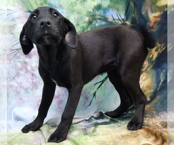 Medium Photo #3 Bulldog-Labrador Retriever Mix Puppy For Sale in Wetumpka, AL, USA