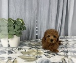 Small #5 Poodle (Miniature)