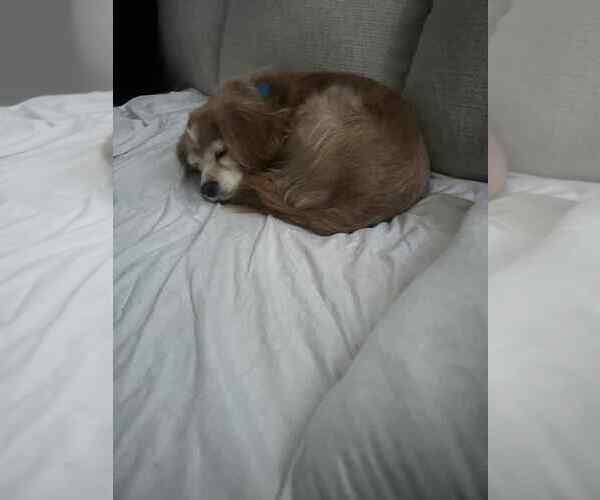 Medium Photo #2 Cavalier King Charles Spaniel Puppy For Sale in Springdale, PA, USA