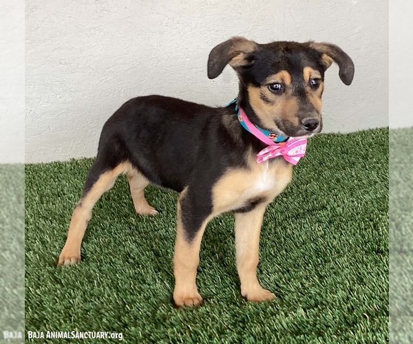 Medium Photo #2 German Shepherd Dog-Unknown Mix Puppy For Sale in San Diego, CA, USA