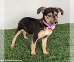 Small #1 German Shepherd Dog Mix