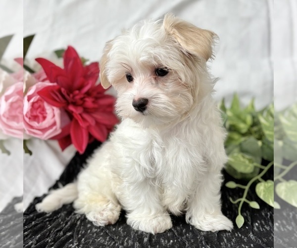Medium Photo #1 Maltese Puppy For Sale in ROCK STREAM, NY, USA