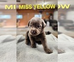 Small Photo #15 Labrador Retriever Puppy For Sale in GARVIN, MN, USA