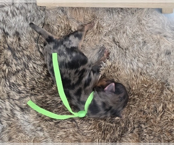 Medium Photo #5 Yorkshire Terrier Puppy For Sale in BELLEVILLE, IL, USA