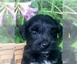Small Photo #13 Aussie-Poo Puppy For Sale in ODIN, IL, USA