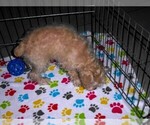 Small #1 Schnoodle (Miniature)